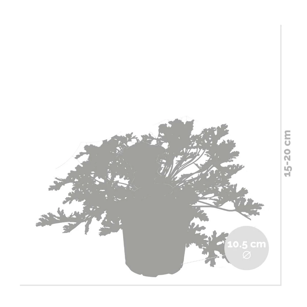 3x Pelargonium Graveolens – Géranium Citronné – Anti-moustique - Parfumé – ⌀10.5 Cm - ↕15-20 Cm 3 3x Pelargonium Graveolens – Géranium Citronné – Anti-moustique - Parfumé – ⌀10.5 Cm - ↕15-20 Cm – Image 3