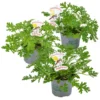 3x Pelargonium Graveolens – Géranium Citronné – Anti-moustique - Parfumé – ⌀10.5 Cm - ↕15-20 Cm