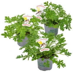 3x Pelargonium Graveolens – Géranium Citronné – Anti-moustique - Parfumé – ⌀10.5 Cm - ↕15-20 Cm