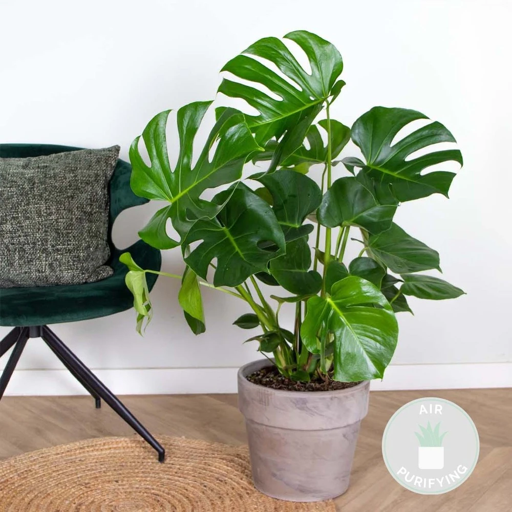 Monstera Deliciosa - Plante Trouée - Plante D'intérieur - Purificateur D'air – ⌀21 Cm - ↕70-80 Cm 2 Monstera Deliciosa - Plante Trouée - Plante D'intérieur - Purificateur D'air – ⌀21 Cm - ↕70-80 Cm – Image 2