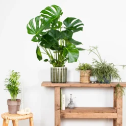 Monstera Deliciosa - Plante Trouée - Plante D'intérieur - Purificateur D'air – ⌀21 Cm - ↕70-80 Cm 7 Monstera Deliciosa - Plante Trouée - Plante D'intérieur - Purificateur D'air – ⌀21 Cm - ↕70-80 Cm -Promos Botanivea Boutique 640b20b66958b4.75271986
