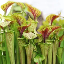2x Sarracenia 'juthatip Soper' – Plante Carnivore – Entretien Facile ⌀12 Cm – ↕10-20cm -Promos Botanivea Boutique 640b20de0d95e6.50661912