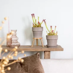 2x Sarracenia 'juthatip Soper' – Plante Carnivore – Entretien Facile ⌀12 Cm – ↕10-20cm -Promos Botanivea Boutique 640b20de202773.22562993