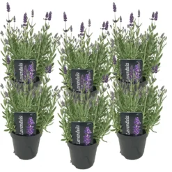 6x Lavandula Angustifolia 'ardèche' - Lavande - Arbuste - Rustique – ⌀12 Cm - ↕20-25 Cm