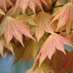 2x Acer Shirasawanum 'moonrise' - érable Du Japon - Arbuste - Rustique - ⌀19 Cm - ↕40-50 Cm -Promos Botanivea Boutique 640b75778a6773.11315809