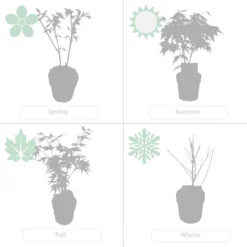 2x Acer Shirasawanum 'moonrise' - érable Du Japon - Arbuste - Rustique - ⌀19 Cm - ↕40-50 Cm -Promos Botanivea Boutique 640b75778df031.60935588