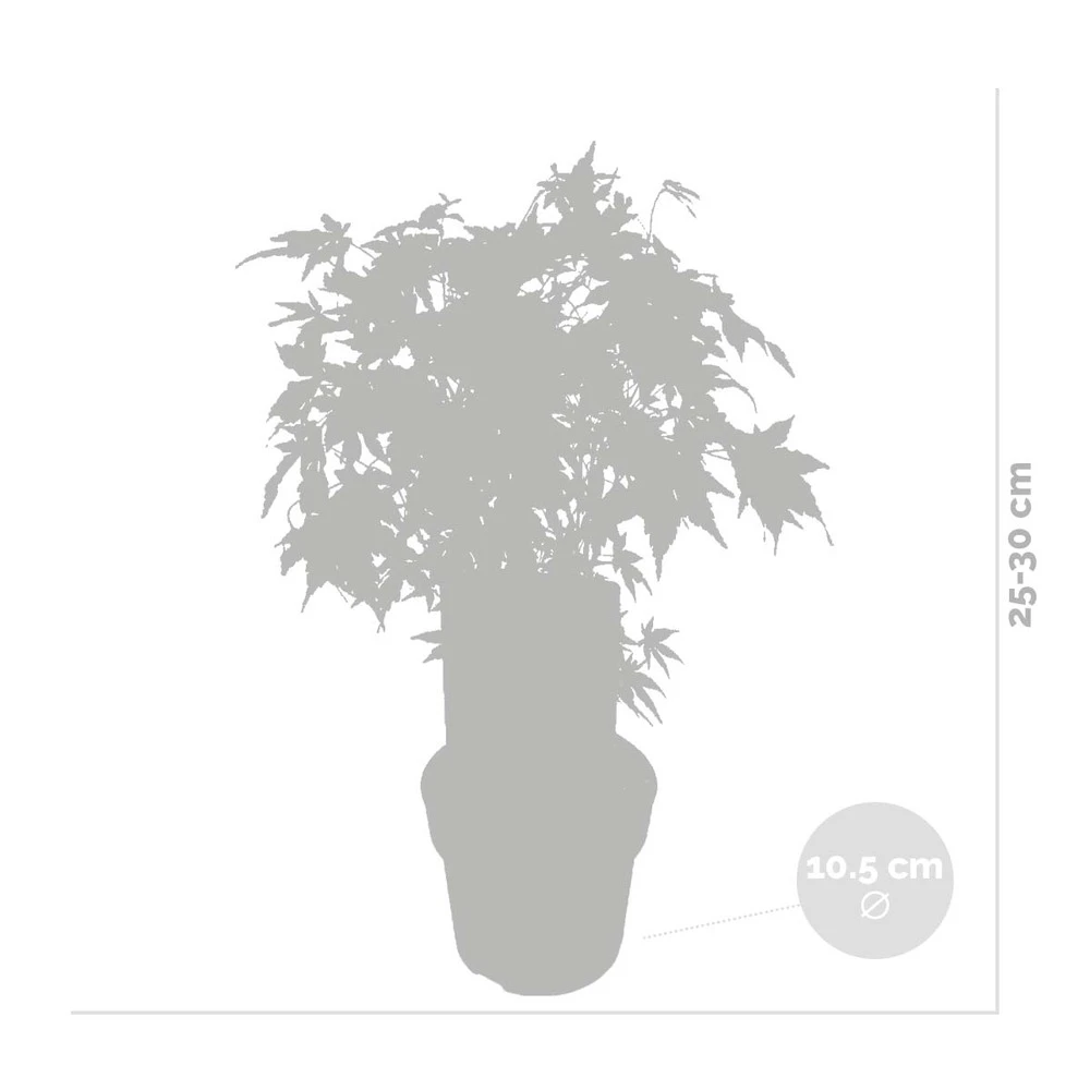 Acer Palmatum 'going Green' - érable Du Japon - Arbuste - Rustique – ⌀10,5 Cm - ↕25-30 Cm 3 Acer Palmatum 'going Green' - érable Du Japon - Arbuste - Rustique – ⌀10,5 Cm - ↕25-30 Cm – Image 3