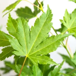 Acer Palmatum 'going Green' - érable Du Japon - Arbuste - Rustique – ⌀10,5 Cm - ↕25-30 Cm 7 Acer Palmatum 'going Green' - érable Du Japon - Arbuste - Rustique – ⌀10,5 Cm - ↕25-30 Cm -Promos Botanivea Boutique 640b7579d22548.51765392