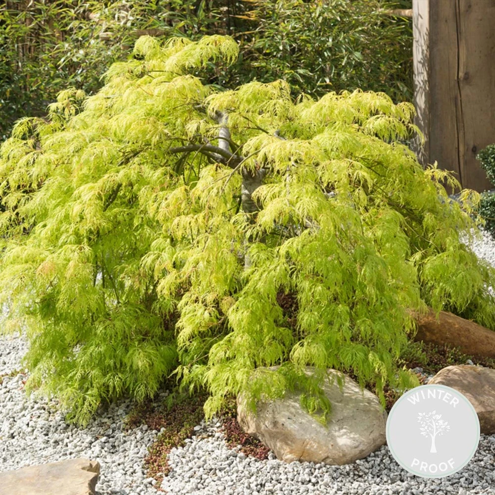Acer Palmatum 'going Green' - érable Du Japon - Arbuste - Rustique – ⌀10,5 Cm - ↕25-30 Cm 2 Acer Palmatum 'going Green' - érable Du Japon - Arbuste - Rustique – ⌀10,5 Cm - ↕25-30 Cm – Image 2