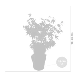 Acer Palmatum 'orange Dream' - érable Du Japon - Arbuste - Rustique - ⌀15 Cm - ↕30-40 Cm -Promos Botanivea Boutique 640b75850c7fc3.34058057