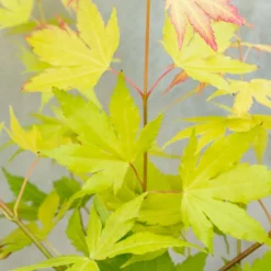 Acer Palmatum 'orange Dream' - érable Du Japon - Arbuste - Rustique - ⌀15 Cm - ↕30-40 Cm -Promos Botanivea Boutique 640b75850fba80.15442681