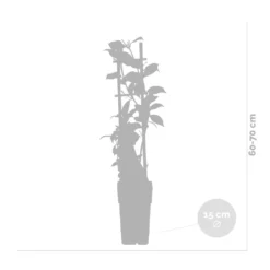 Glycine 'alba' - Glycine - Blanche - Plante Grimpante - Peu D'entretien – ⌀15 Cm - ↕60-70 Cm -Promos Botanivea Boutique 640b77ee91c3f8.77804295