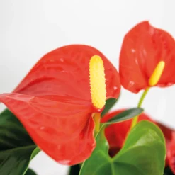 Anthurium 'aristo' Orange - Plante Flamingo - Entretien Facile - ⌀14 Cm - ↕45-55 Cm -Promos Botanivea Boutique 640b783c1a67b2.46936634