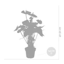 Anthurium 'aristo' Orange - Plante Flamingo - Entretien Facile - ⌀14 Cm - ↕45-55 Cm -Promos Botanivea Boutique 640b783c301436.46862337