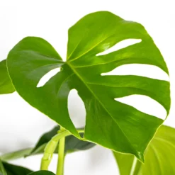 Monstera Deliciosa Incl. Panier En Jonc De Mer - Purificateur D'air - ⌀21 Cm - ↕70-80 Cm 7 Monstera Deliciosa Incl. Panier En Jonc De Mer - Purificateur D'air - ⌀21 Cm - ↕70-80 Cm -Promos Botanivea Boutique 640b7868eff439.97881237