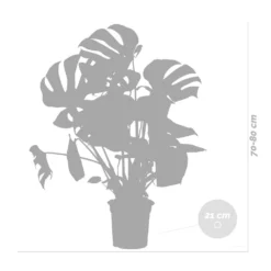 Monstera Deliciosa Incl. Panier En Jonc De Mer - Purificateur D'air - ⌀21 Cm - ↕70-80 Cm 9 Monstera Deliciosa Incl. Panier En Jonc De Mer - Purificateur D'air - ⌀21 Cm - ↕70-80 Cm -Promos Botanivea Boutique 640b78690602c8.25143099