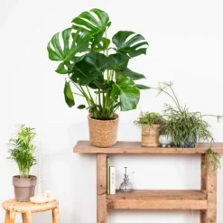 Monstera Deliciosa Incl. Panier En Jonc De Mer - Purificateur D'air - ⌀21 Cm - ↕70-80 Cm 8 Monstera Deliciosa Incl. Panier En Jonc De Mer - Purificateur D'air - ⌀21 Cm - ↕70-80 Cm -Promos Botanivea Boutique 640b78692b3454.59035216