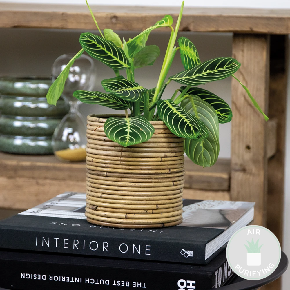 Maranta Lemon Lime – Plante De Prière – Plante D'intérieur – Purificateur D'air – ⌀12cm –↕10-15cm 2 Maranta Lemon Lime – Plante De Prière – Plante D'intérieur – Purificateur D'air – ⌀12cm –↕10-15cm – Image 2