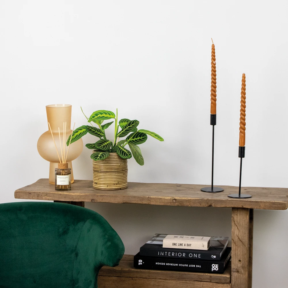 Maranta Lemon Lime – Plante De Prière – Plante D'intérieur – Purificateur D'air – ⌀12cm –↕10-15cm 4 Maranta Lemon Lime – Plante De Prière – Plante D'intérieur – Purificateur D'air – ⌀12cm –↕10-15cm – Image 4