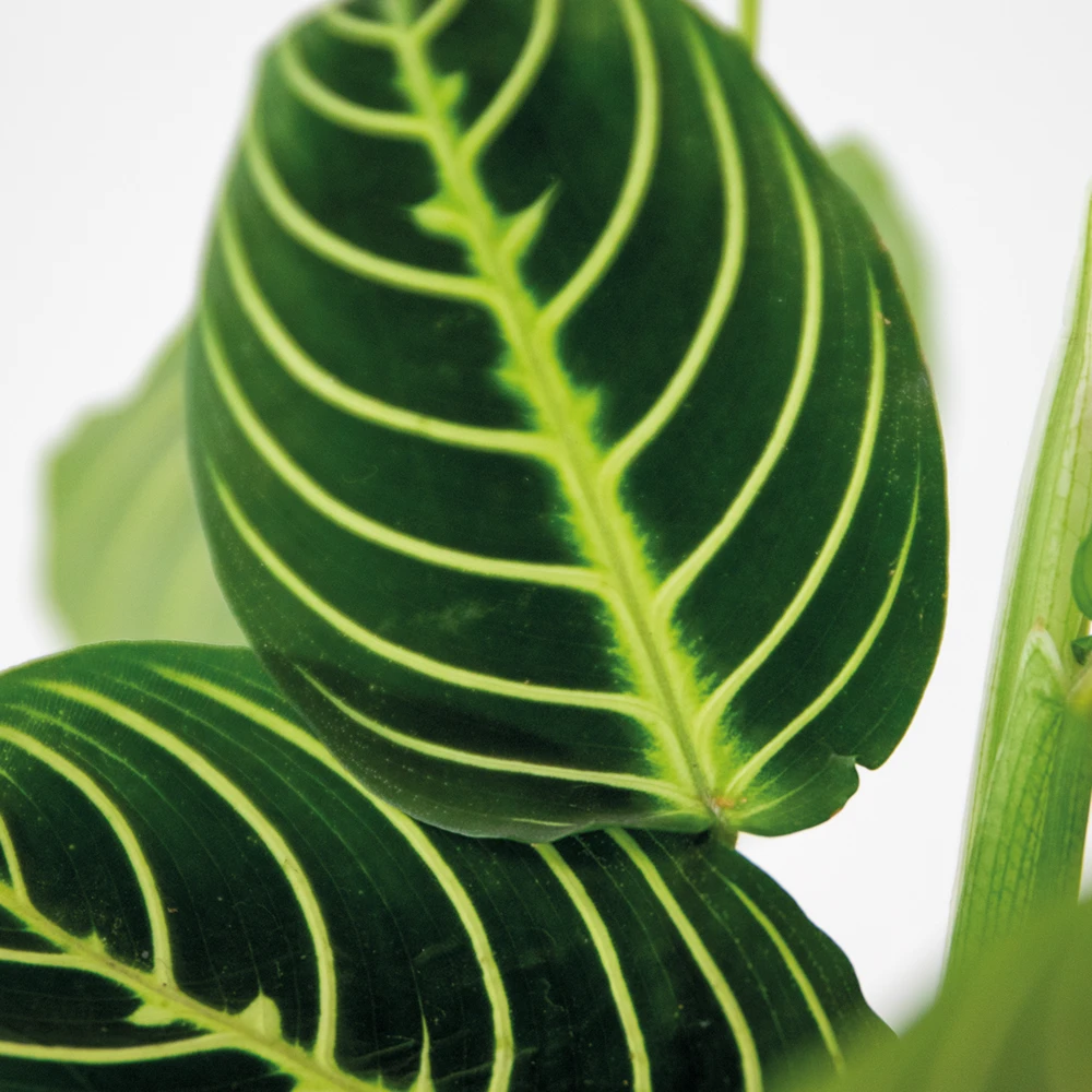 Maranta Lemon Lime – Plante De Prière – Plante D'intérieur – Purificateur D'air – ⌀12cm –↕10-15cm 3 Maranta Lemon Lime – Plante De Prière – Plante D'intérieur – Purificateur D'air – ⌀12cm –↕10-15cm – Image 3