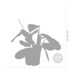 Maranta Lemon Lime – Plante De Prière – Plante D'intérieur – Purificateur D'air – ⌀12cm –↕10-15cm 9 Maranta Lemon Lime – Plante De Prière – Plante D'intérieur – Purificateur D'air – ⌀12cm –↕10-15cm -Promos Botanivea Boutique 640b786e0d5cb2.39616864