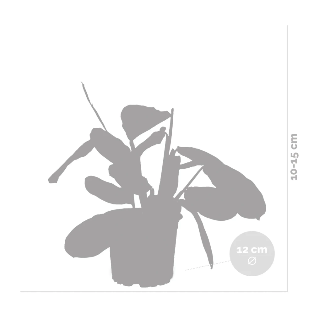 Maranta Lemon Lime – Plante De Prière – Plante D'intérieur – Purificateur D'air – ⌀12cm –↕10-15cm 5 Maranta Lemon Lime – Plante De Prière – Plante D'intérieur – Purificateur D'air – ⌀12cm –↕10-15cm – Image 5