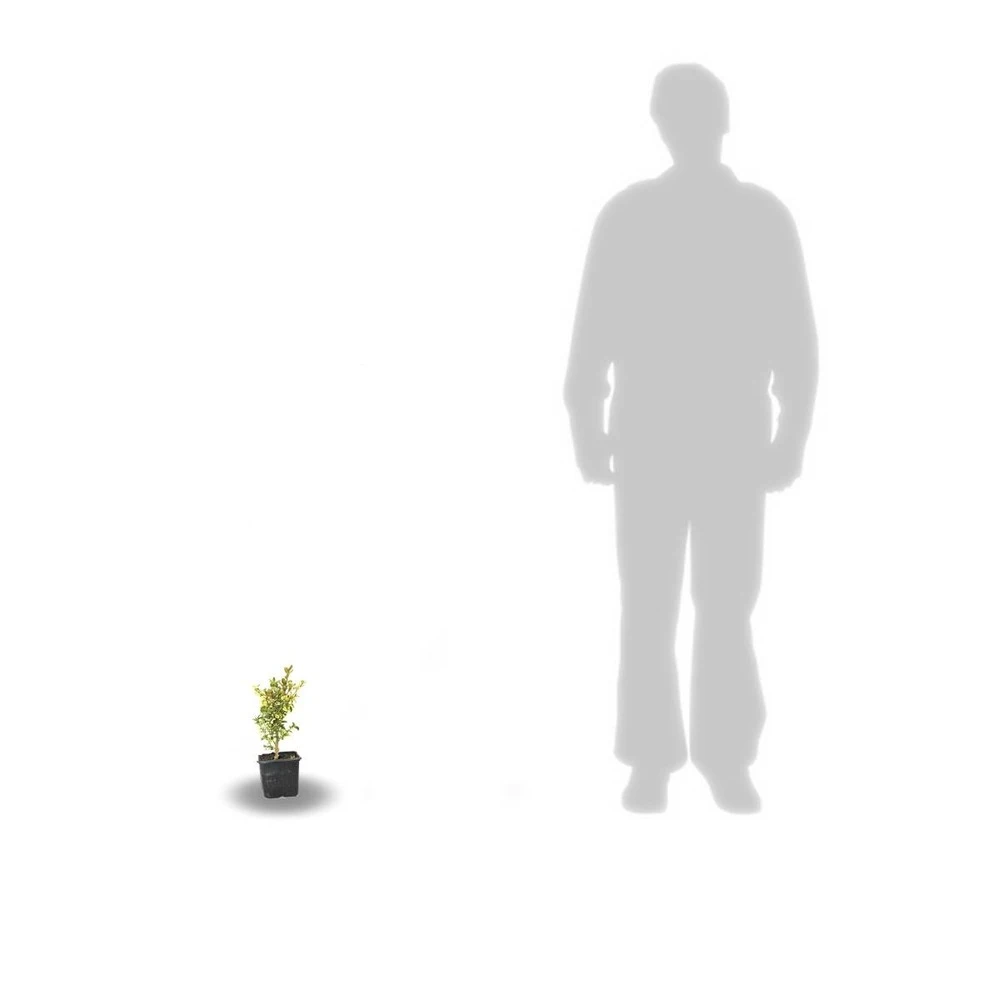 Buis Sempervirens Elegans/godet - 5/20 Cm 1 Buis Sempervirens Elegans/godet - 5/20 Cm