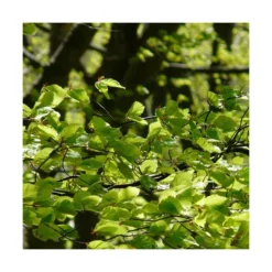 Hêtre Commun Sylvatica/pot De 7,5l - 60/80 Cm -Promos Botanivea Boutique 6411c521126554.18080660