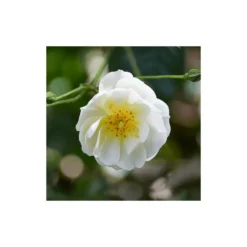 Rosier Couvre Sol 'opalia' -