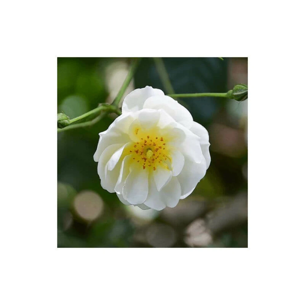 Rosier Couvre Sol 'opalia' - 1 Rosier Couvre Sol 'opalia' -