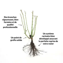 Rosier 'diorama' - -Promos Botanivea Boutique 6419b64b16ab27.97474187