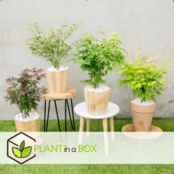 Assorti De 8 Erables Du Japon - Pot ⌀10 Cm - H.25-40cm (hauteur Pot Incluse) 6 Assorti De 8 Erables Du Japon - Pot ⌀10 Cm - H.25-40cm (hauteur Pot Incluse) -Promos Botanivea Boutique 6421dd63e6f720.35493338