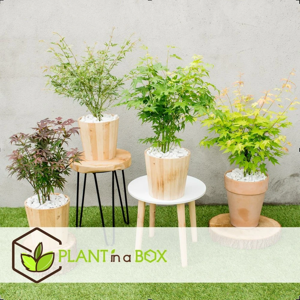 Assorti De 8 Erables Du Japon - Pot ⌀10 Cm - H.25-40cm (hauteur Pot Incluse) 3 Assorti De 8 Erables Du Japon - Pot ⌀10 Cm - H.25-40cm (hauteur Pot Incluse) – Image 3