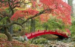 Set De 3 Erables Japonnais - Pot ⌀19cm - H.60-70cm (hauteur Pot Incluse) - Acer Japonica - Plantes Rustique 11 Set De 3 Erables Japonnais - Pot ⌀19cm - H.60-70cm (hauteur Pot Incluse) - Acer Japonica - Plantes Rustique -Promos Botanivea Boutique 64233256479f90.69850499