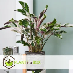 Calathea 'white Fusion' - Pot ⌀14cm - H.30-40cm (hauteur Pot Incluse) 9 Calathea 'white Fusion' - Pot ⌀14cm - H.30-40cm (hauteur Pot Incluse) -Promos Botanivea Boutique 6423335ecc24f3.00608541