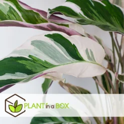 Calathea 'white Fusion' - Pot ⌀14cm - H.30-40cm (hauteur Pot Incluse) 11 Calathea 'white Fusion' - Pot ⌀14cm - H.30-40cm (hauteur Pot Incluse) -Promos Botanivea Boutique 6423335ed08de5.87372206