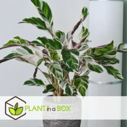 Calathea 'white Fusion' - Pot ⌀14cm - H.30-40cm (hauteur Pot Incluse) 13 Calathea 'white Fusion' - Pot ⌀14cm - H.30-40cm (hauteur Pot Incluse) -Promos Botanivea Boutique 6423335ed559f6.10005262