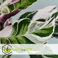 Calathea 'white Fusion' - Pot ⌀14cm - H.30-40cm (hauteur Pot Incluse) 10 Calathea 'white Fusion' - Pot ⌀14cm - H.30-40cm (hauteur Pot Incluse) -Promos Botanivea Boutique 6423335eda0cd7.05143036