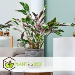 Calathea 'white Fusion' - Pot ⌀14cm - H.30-40cm (hauteur Pot Incluse) 8 Calathea 'white Fusion' - Pot ⌀14cm - H.30-40cm (hauteur Pot Incluse) -Promos Botanivea Boutique 6423335ede6bf6.64861212