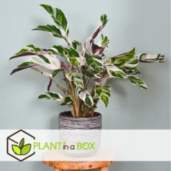 Calathea 'white Fusion' - Pot ⌀14cm - H.30-40cm (hauteur Pot Incluse) 12 Calathea 'white Fusion' - Pot ⌀14cm - H.30-40cm (hauteur Pot Incluse) -Promos Botanivea Boutique 6423335ee30885.64669425