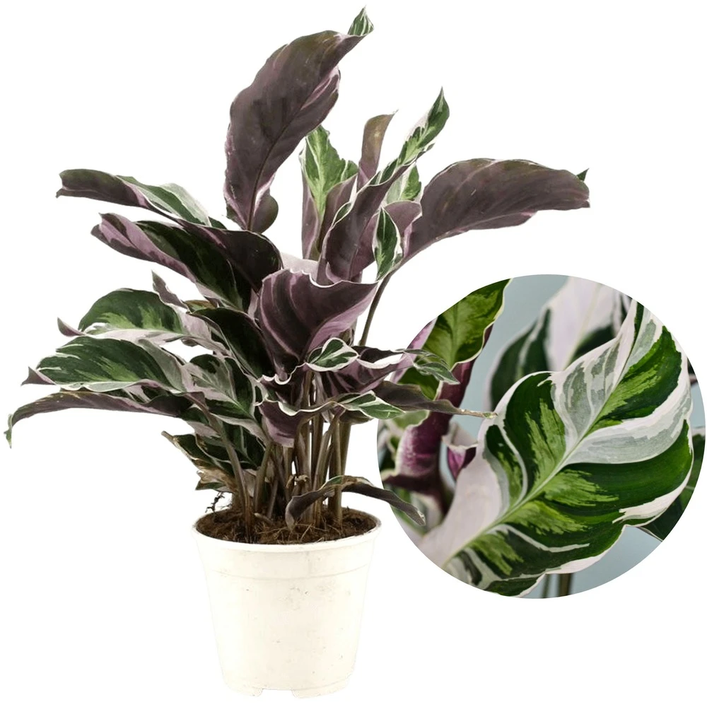 Calathea 'white Fusion' - Pot ⌀14cm - H.30-40cm (hauteur Pot Incluse) 1 Calathea 'white Fusion' - Pot ⌀14cm - H.30-40cm (hauteur Pot Incluse)