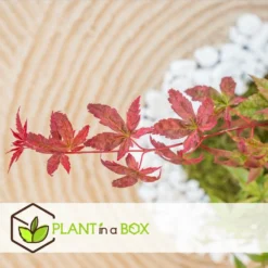 Acer Palmatum 'beni Maiko' - érable Du Japon - Pot 19cm - Hauteur 60-70cm 7 Acer Palmatum 'beni Maiko' - érable Du Japon - Pot 19cm - Hauteur 60-70cm -Promos Botanivea Boutique 6426d375c7d192.60013909