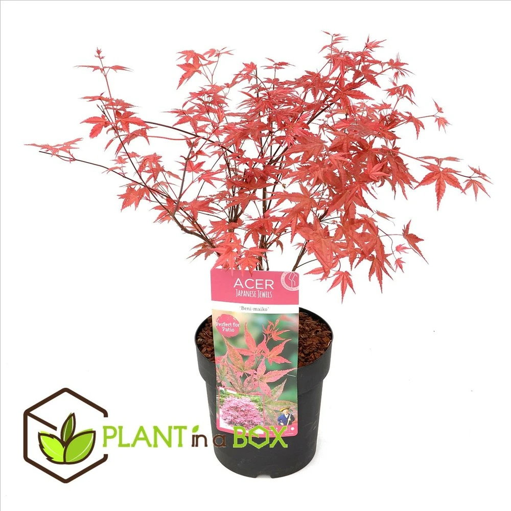 Acer Palmatum 'beni Maiko' - érable Du Japon - Pot 19cm - Hauteur 60-70cm 2 Acer Palmatum 'beni Maiko' - érable Du Japon - Pot 19cm - Hauteur 60-70cm – Image 2