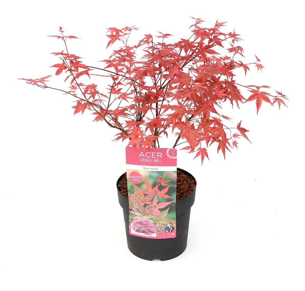 Acer Palmatum 'beni Maiko' - érable Du Japon - Pot 19cm - Hauteur 60-70cm 1 Acer Palmatum 'beni Maiko' - érable Du Japon - Pot 19cm - Hauteur 60-70cm