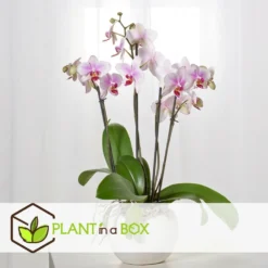 Phalaenopsis Multiflora - Orchidée Rose - Pot 12cm - Hauteur 35-45cm -Promos Botanivea Boutique 6426d60b6b23d5.44197038