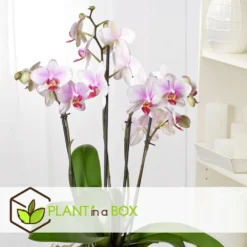 Phalaenopsis Multiflora - Orchidée Rose - Pot 12cm - Hauteur 35-45cm -Promos Botanivea Boutique 6426d60b77b9a2.00287060