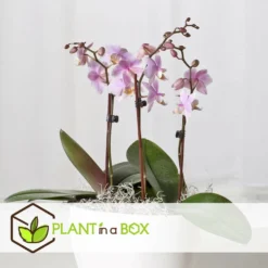 Phalaenopsis Multiflora - Orchidée Rose - Pot 12cm - Hauteur 35-45cm -Promos Botanivea Boutique 6426d60b7c21f4.26692168