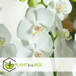 Phalaenopsis Multiflora - Orchidée Blanc - Pot 12cm - Hauteur 35-45cm -Promos Botanivea Boutique 6426d60c19e286.02072511