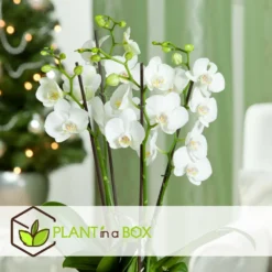 Phalaenopsis Multiflora - Orchidée Blanc - Pot 12cm - Hauteur 35-45cm -Promos Botanivea Boutique 6426d60c268081.57320546