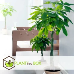 Pachira Aquatica - "money Tree" - Pot 17cm - Hauteur 60-70cm -Promos Botanivea Boutique 6426d61134eda5.40007499